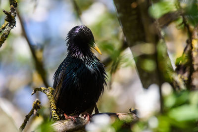 Close-up of bird perching on a tree