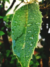 Close-up of raindrops on leaves