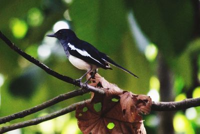 Close-up of bird perching on tree