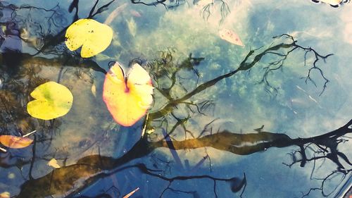 Reflection of trees in pond