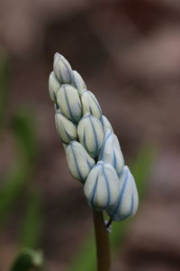 Close-up of a flower