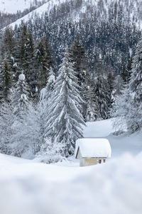 Snow covered land and trees in forest