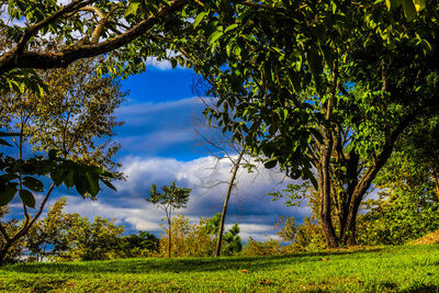 Trees on field against sky