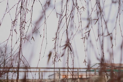 Close-up of dry plants against sky