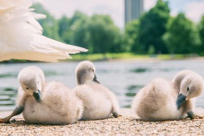 Close-up of birds against lake