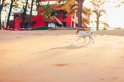 Dog running on beach