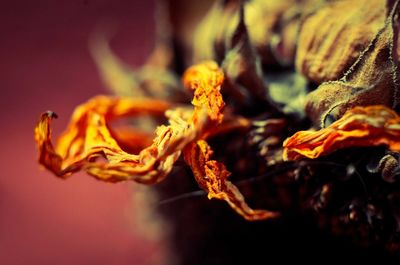 Close-up of plant against blurred background