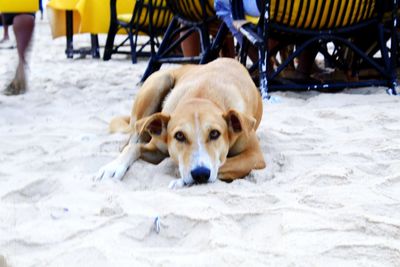 Close-up portrait of dog sitting on floor