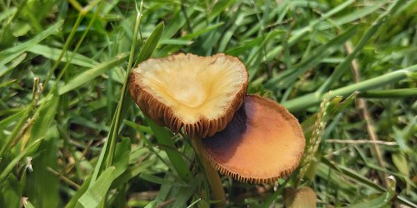 Close-up of mushroom growing on field