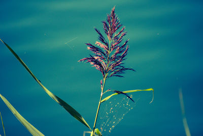 Close-up of plant against blue sky