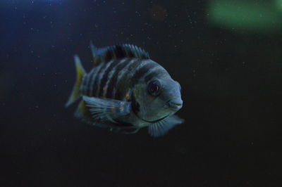 Close-up of fish swimming in sea