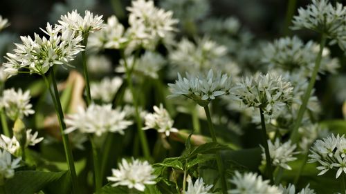 Close-up of white flowering plants