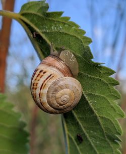 Close-up of snail on leaf
