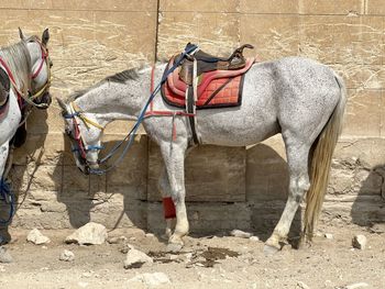 Horse in front of wall 