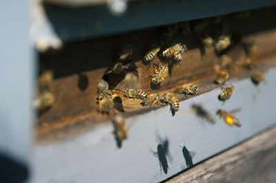 Close-up of bees on beehive