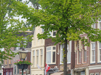 Low angle view of tree by building