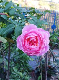 Close-up of pink rose blooming outdoors