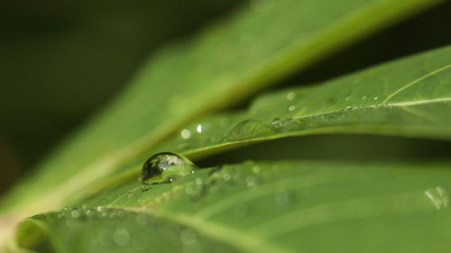 Close-up of raindrops on green leaves