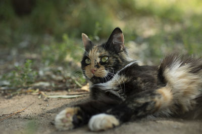 Cat. stray animal in yard. details of cat's life. street animal.