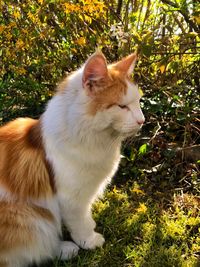 View of cat looking away