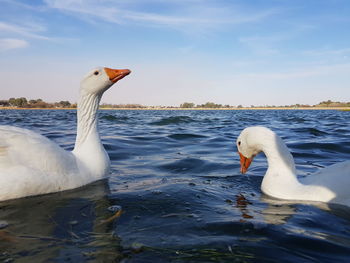 Swan swimming on lake against sky