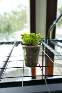 Fresh sprouts of flowers. young green seedling sprouts in seedling tray near the window. vertical