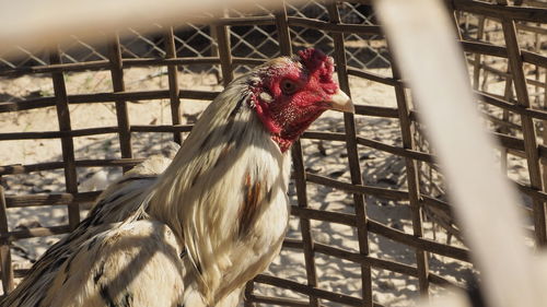 Close-up of rooster in cage