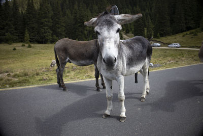 View of horse standing on road