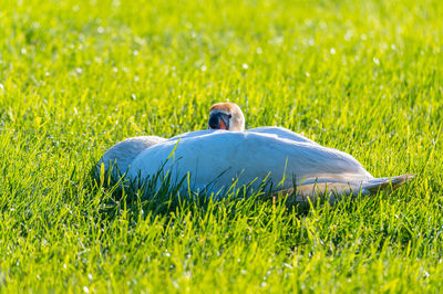 View of a bird on grass