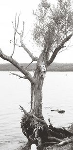 Bare tree by lake against sky