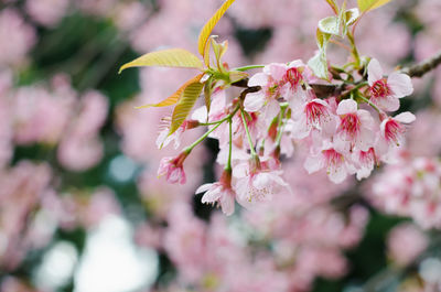 Close-up of pink cherry blossoms