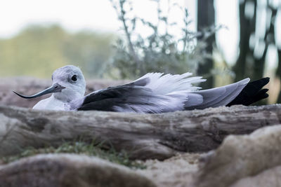 Close-up of bird