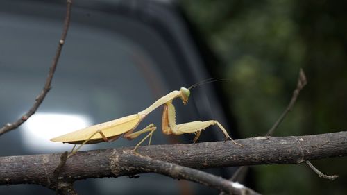 Close-up of insect on plant
