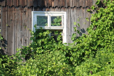 Plants growing outside building