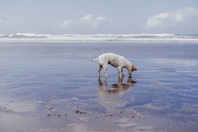 View of crab on beach against sky