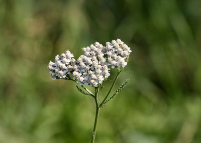 Close-up of flowers blooming outdoors