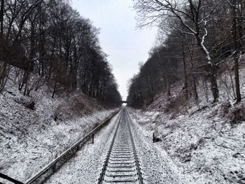 Railroad tracks amidst trees