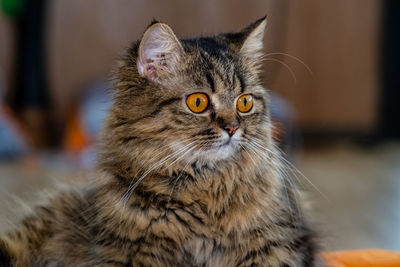 Close-up portrait of a cat