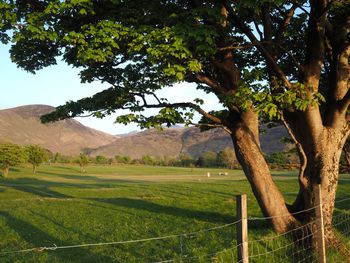 Scenic view of trees on field