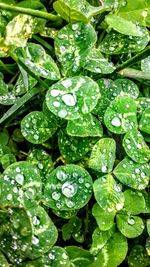 Full frame shot of raindrops on leaves