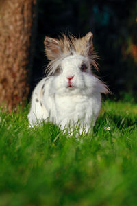 Close-up of a rabbit on field