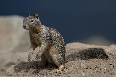 Close-up of squirrel on rock