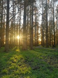 Sunlight streaming through trees in forest