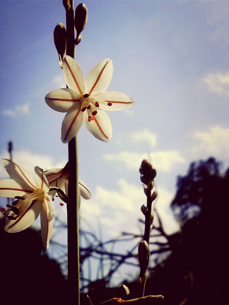 flower, fragility, freshness, petal, sky, growth, focus on foreground, close-up, beauty in nature, stem, flower head, nature, plant, bud, stamen, low angle view, blooming, in bloom, outdoors, day