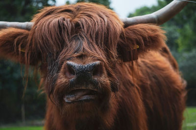 Close-up of horse