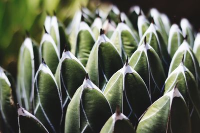 Close-up of succulent plant