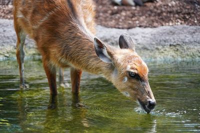 Close-up of deer drinking water