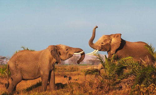 View of elephant on land against clear sky