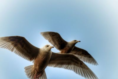 Low angle view of bird flying against clear sky