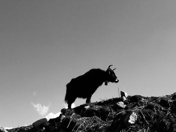 Low angle view of horse standing on land against sky